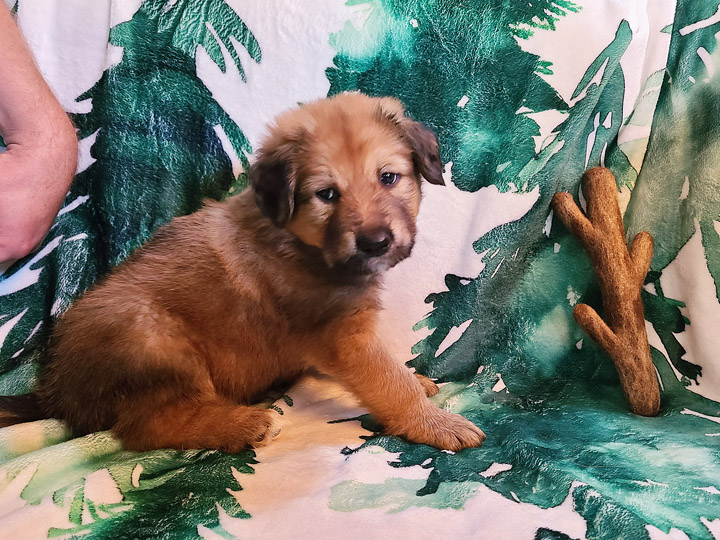 chinook puppy